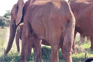 Addo Elephant heldagssafari / landutflukter