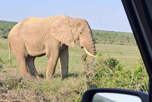 Addo Elephant heldagssafari / landutflukter