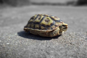 Addo Elephant heldagssafari / landutflukter