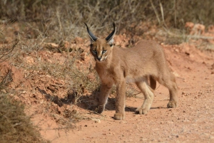 Addo Elephant heldagssafari / landutflukter