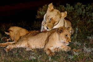 Addo Elephant heldagssafari / landutflukter