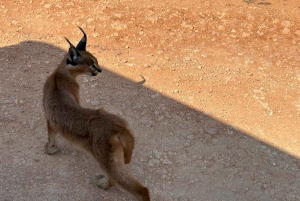 Addo Elephant heldagssafari / landutflukter