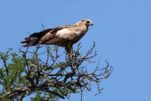 Addo Elephant heldagssafari / landutflukter