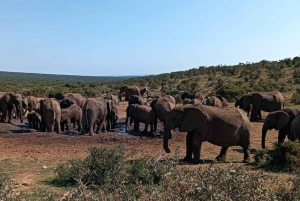 Addo Elephant heldagssafari / landutflukter