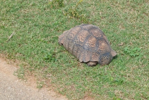 Addo Elephant heldagssafari / landutflukter