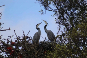 Addo Elephant heldagssafari / landutflukter