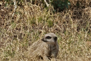 Addo Elephant heldagssafari / landutflukter