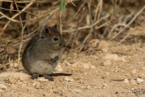Addo Elephant heldagssafari / landutflukter