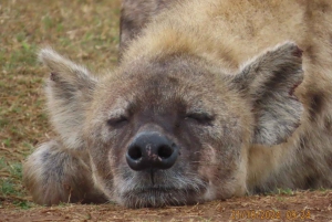 Park Narodowy Addo Elephant: przejażdżka i grill!