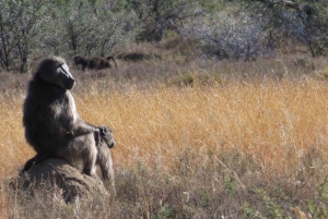 Park Narodowy Addo Elephant: przejażdżka i grill!