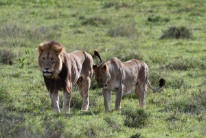 Park Narodowy Addo Elephant: przejażdżka i grill!