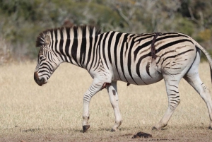Park Narodowy Addo Elephant: przejażdżka i grill!