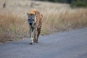 Park Narodowy Addo Elephant: przejażdżka i grill!