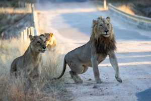 Park Narodowy Addo Elephant: przejażdżka i grill!