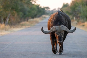 Park Narodowy Addo Elephant: przejażdżka i grill!