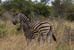Park Narodowy Addo Elephant: przejażdżka i grill!