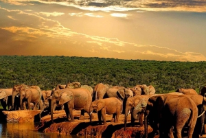 Park Narodowy Addo Elephant: przejażdżka i grill!
