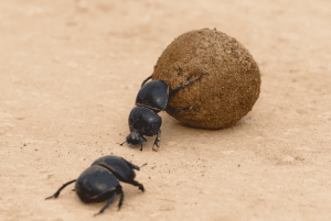 Park Narodowy Addo Elephant: przejażdżka i grill!