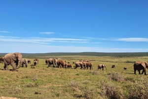 Park Narodowy Addo Elephant: przejażdżka i grill!
