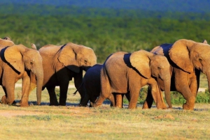 Addo-Elefanten-Nationalpark: Halbtages-Safari