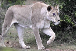 Park Narodowy Addo Elephant: przejażdżka i grill!