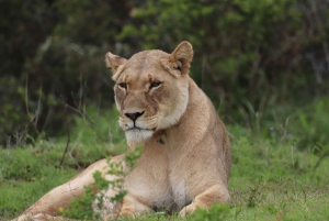 Park słoni Addo – prywatna półdniowa wycieczka (pojazd terenowy 4x4)