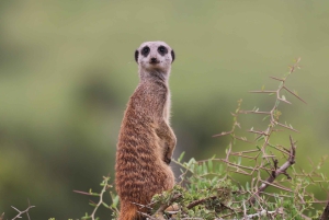 Park słoni Addo – prywatna półdniowa wycieczka (pojazd terenowy 4x4)