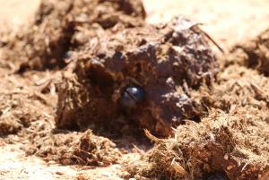 Park słoni Addo – prywatna półdniowa wycieczka (pojazd terenowy 4x4)