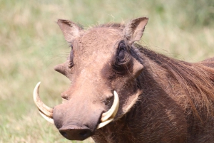 Park słoni Addo – prywatna półdniowa wycieczka (pojazd terenowy 4x4)