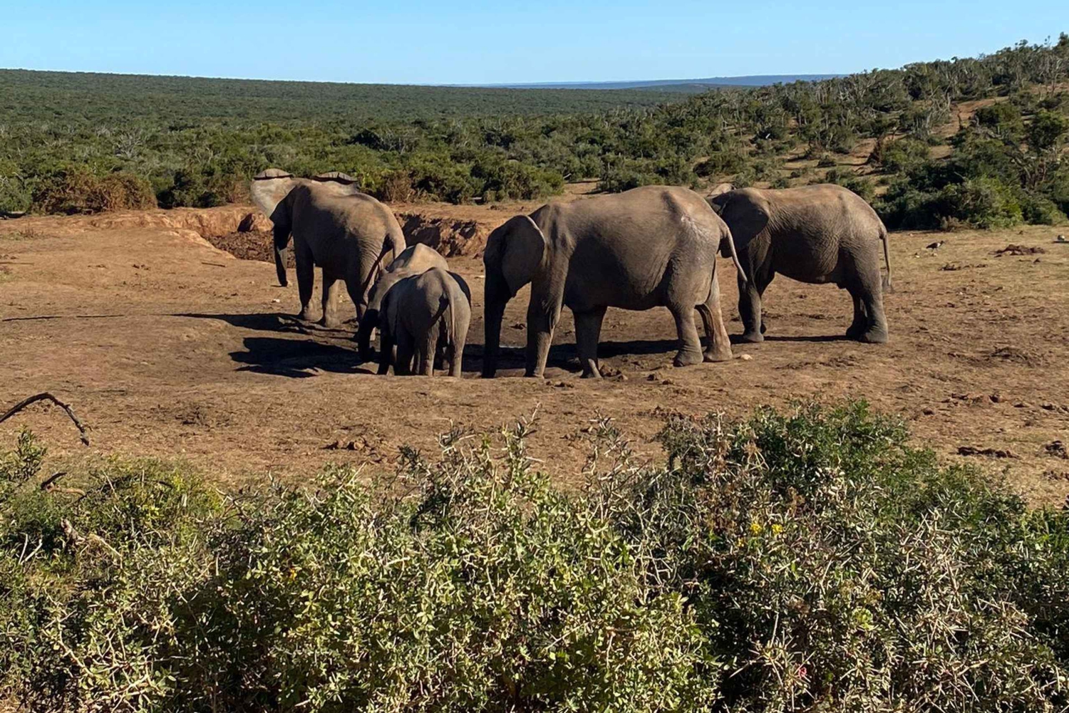 Аддо: сафари с прогулкой на слонах