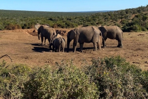 Аддо: сафари с прогулкой на слонах