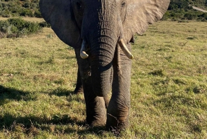 Аддо: сафари с прогулкой на слонах