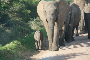 Аддо: сафари с прогулкой на слонах