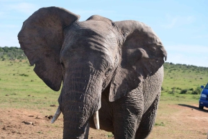 Аддо: сафари с прогулкой на слонах