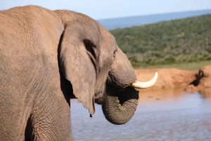 Аддо: сафари с прогулкой на слонах