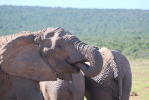 Аддо: сафари с прогулкой на слонах