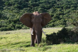 Аддо: сафари с прогулкой на слонах