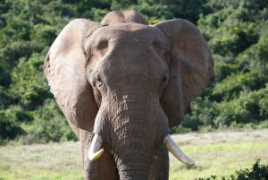 Аддо: сафари с прогулкой на слонах