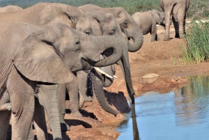 Park Narodowy Addo: całodniowa wycieczka safari