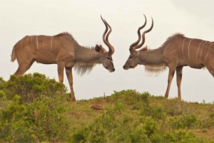 Park Narodowy Addo: całodniowa wycieczka safari