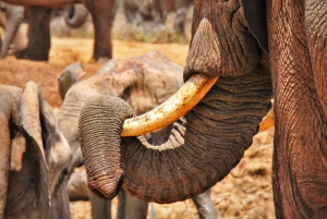 Park Narodowy Addo: całodniowa wycieczka safari
