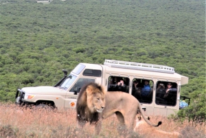 Park Narodowy Addo: całodniowa wycieczka safari