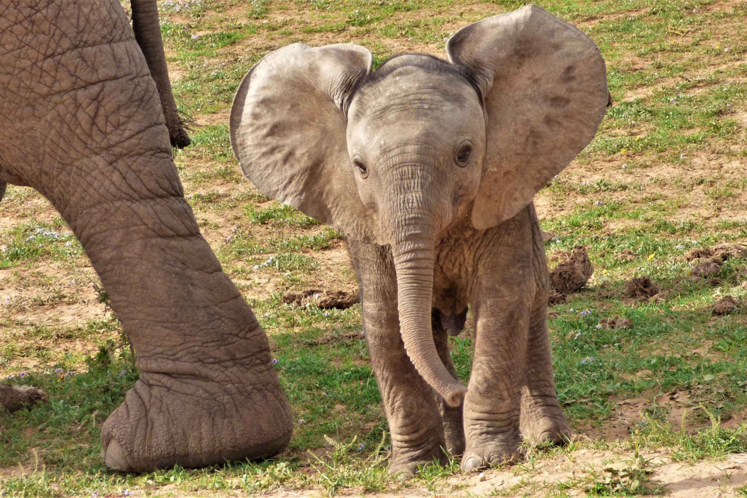 Национальный парк Аддо: сафари на полдня с гидом