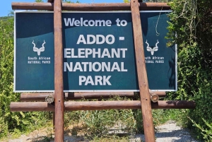ADDO NATIONAL Park & SCHOTIA Day SAFARI with Lunch