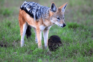 ADDO NATIONAL Park & SCHOTIA Day SAFARI with Lunch