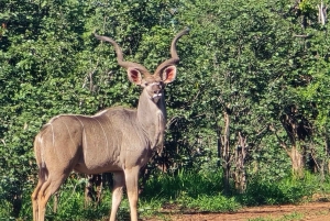 ADDO NATIONAL Park & SCHOTIA Day SAFARI with Lunch