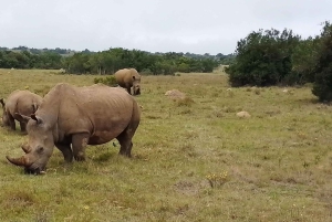ADDO NATIONAL Park & SCHOTIA Day SAFARI with Lunch