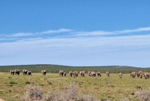 ADDO NATIONAL Park & SCHOTIA Day SAFARI with Lunch