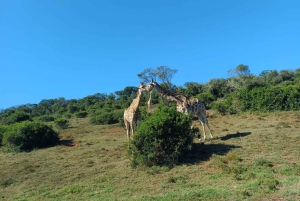 ADDO NATIONAL Park & SCHOTIA Day SAFARI with Lunch