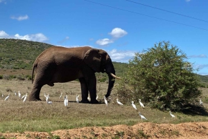 ADDO NATIONAL Park & SCHOTIA Day SAFARI with Lunch